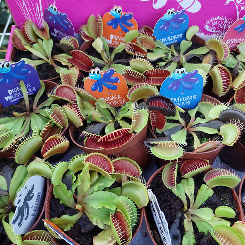 Planta Carnívora Dionaea Muscipula Pote 9cm