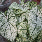 Caladium Surtido Pote 17cm