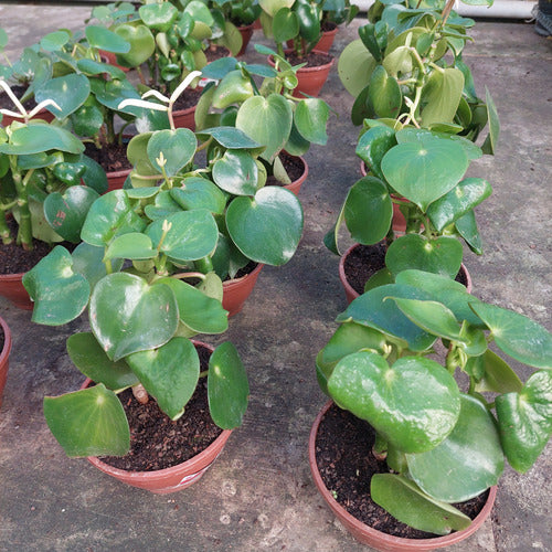 Peperomia Polybotrya Raindrop C13