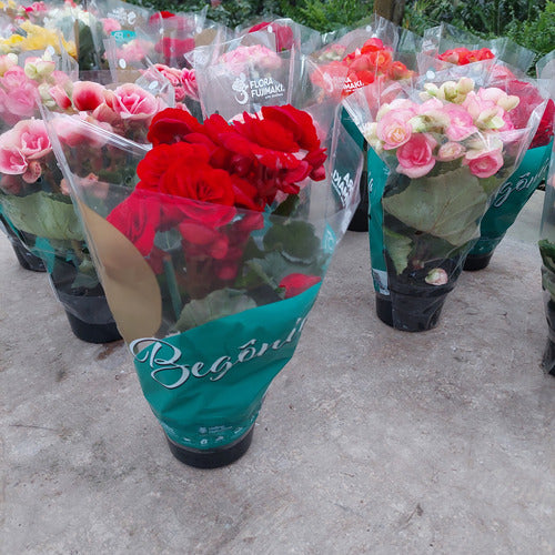Begonia Pote 11cm Surtido