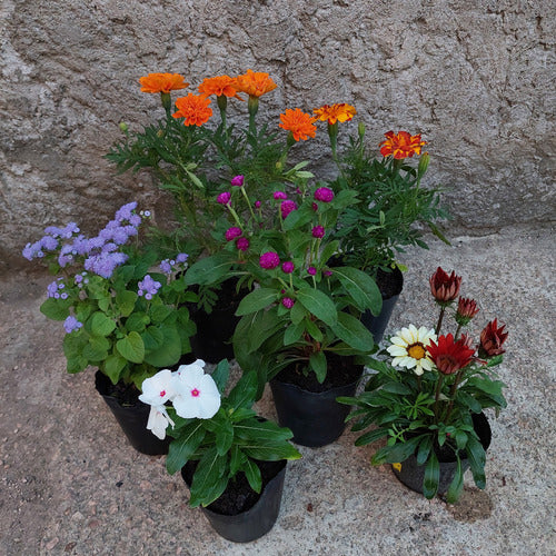 Florales De Estación En Maceta De 12cm ×8 Unidades Surtido Surtidas