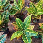 Croton Hib Petra Pote 17cm