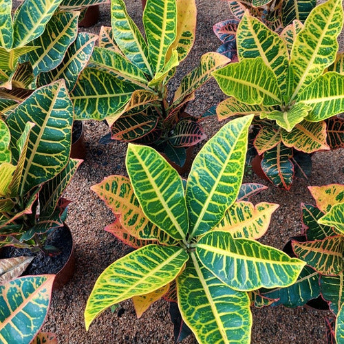 Croton Hib Petra Pote 17cm