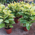 Ficus Elastica Shivereana Moonshine P24