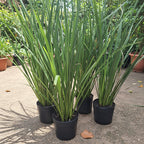 Dietes Tamaño Mediano