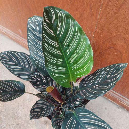 Calathea Ornata Pote 17cm