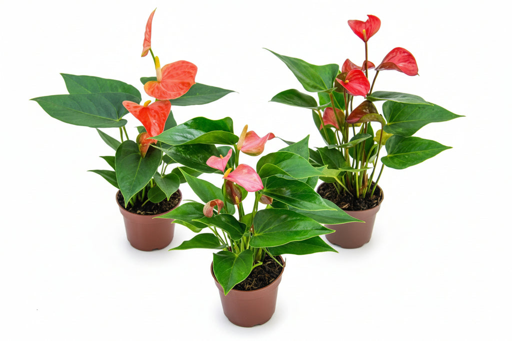 Anturio Surtido Pote 9cm