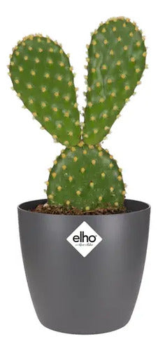Maceta Elho Brussels Round Mini 7cm Gris Oscuro Brussels Round Mini