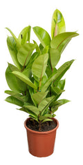Ficus Elastica Shivereana Moonshine P24