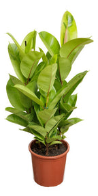 Ficus Elastica Shivereana Moonshine P24
