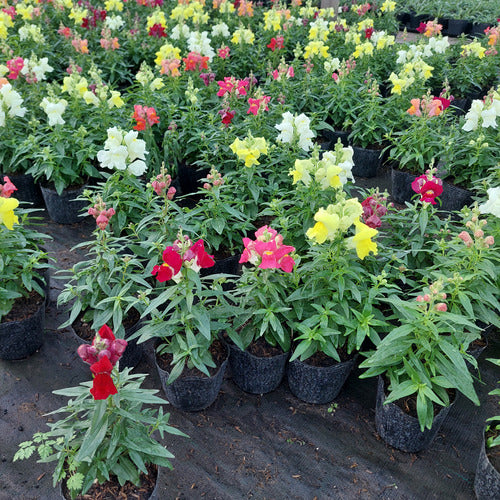 Florales De Estación × 30 Unidades Surtido