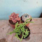 Suculentas Pote 6cm X 3 Unidades