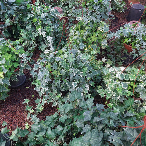 Hiedra En Maceta Colgante 21cm Mín 100cm