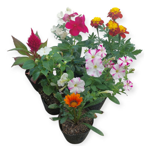 Florales De Estación × 12 Unidades