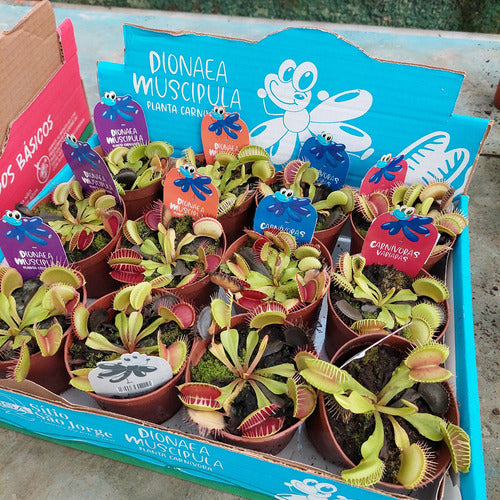 Planta Carnívora Dionaea Muscipula Pote 9cm