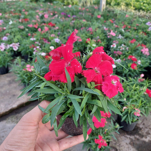 Florales De Estación × 30 Unidades Surtido