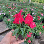 Florales De Estación × 30 Unidades Surtido