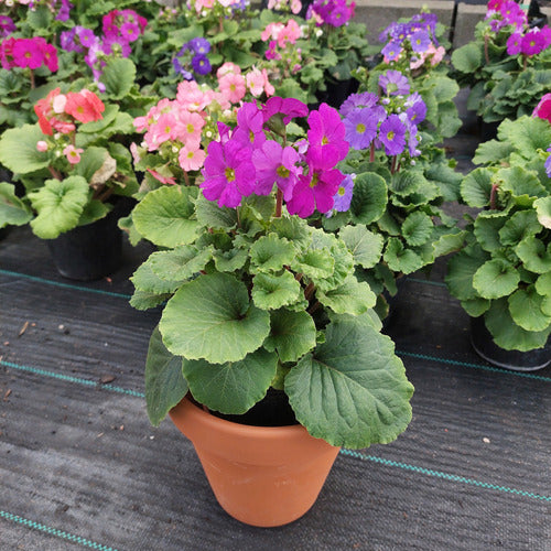 Maceta De Barro Nº16 Blumsa Terracota Clásico