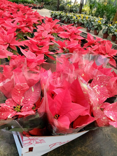 Estrella Federal Variada Pote 14cm