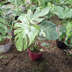 Monstera Thai Constellation Pote 18cm