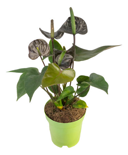 Anturio Black Love Pote 9cm