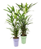 Palmera Raphis Excelsa Pote 17cm