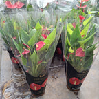 Anturio Mini Million Flowers Rojo Pote 9cm