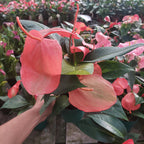 Anthurium Scherzerianum Christine Pote 15cm