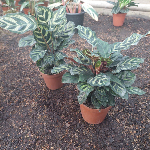 Calathea Makoyama Pote 12cm