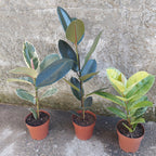 Ficus Elastica Variado P17 Surtido