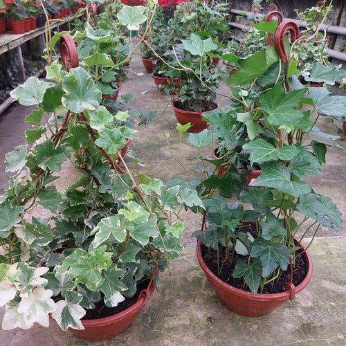 Hiedra En Maceta Colgante 21cm