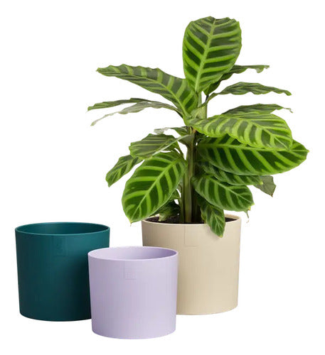 Set De Maceteros Lex Pott 14cm Elho Crema Lex Pott