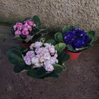 Violeta Africana Flor Doble Pote 11cm × 3 Unidades