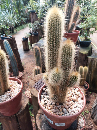 Cactus Pote 19cm