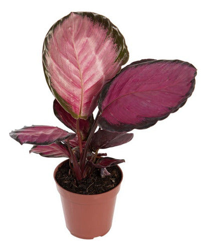 Calathea Roseopicta Crimson Pote 12cm
