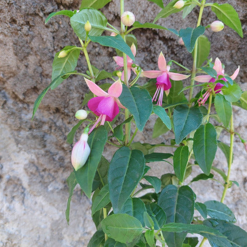 Aljaba Pote 11cm Surtido