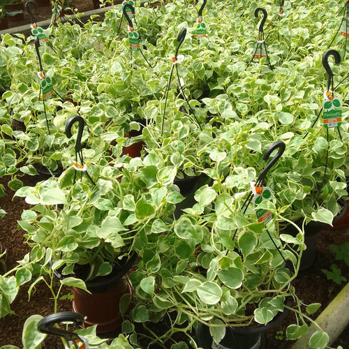 Peperomia Scandens C21