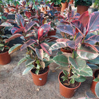 Ficus Elastica Ruby Pote 24cm