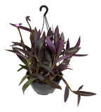 Tradescantia Pallida En Maceta Colgante