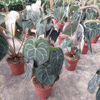 Anturio Clarinervium Pote 12cm