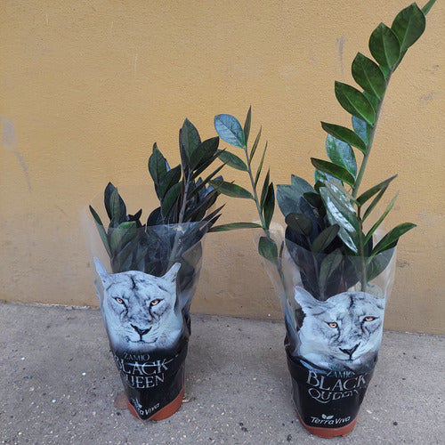 Zamioculca Black P15