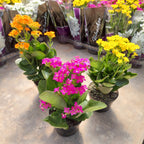 Kalanchoe Flor Simple Pote 11cm ×3 Unidades