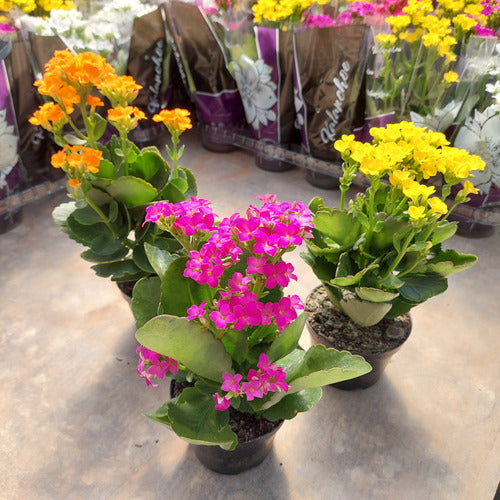 Kalanchoe Flor Simple Pote 11cm ×3 Unidades