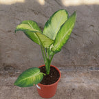Dieffenbachia Tropic Mariana Pote 24cm