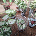 Caladium Surtido Pote 17cm