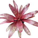 Bromelia Pote 15cm
