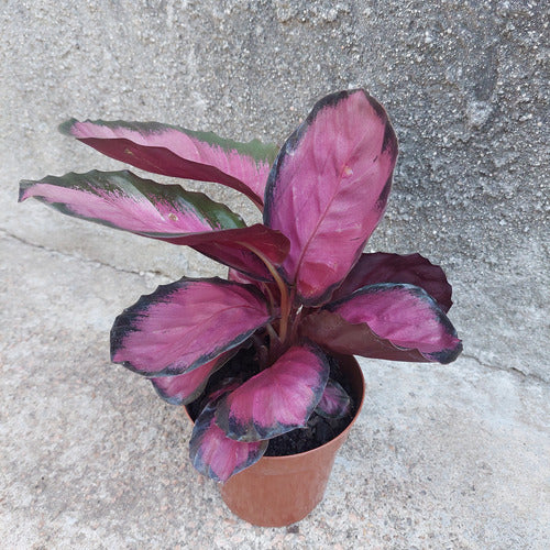 Calathea Roseopicta Crimson Pote 12cm