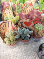 Cactus Mini Pote 6cm