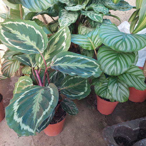 Calathea Variada Pote 12cm