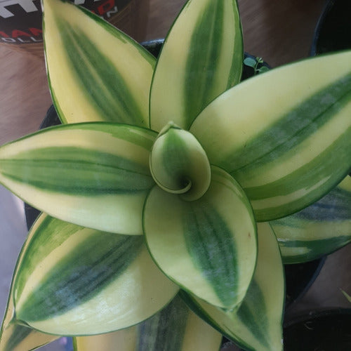 Sansevieria Golden Hahnii Pote 11cm